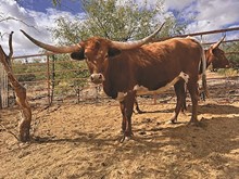 TNR BUENA COWGIRL