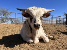 TNR River Cowboy